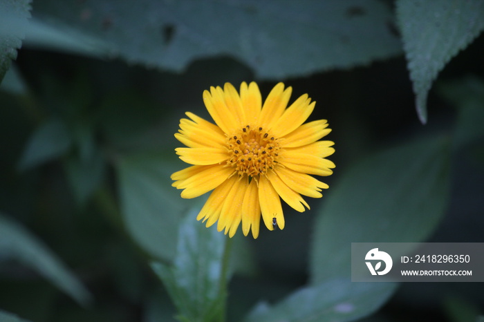 yellow arnica flower