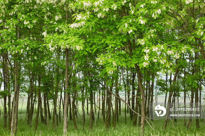 False acacia (black locust) trees