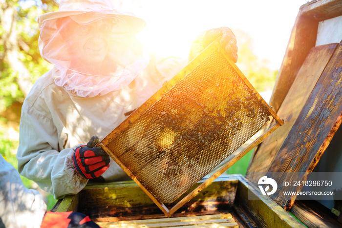 养蜂人从蜂巢中取出带有蜂窝的框架