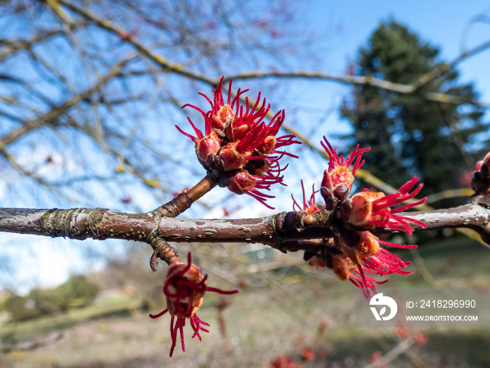 Macro shot of red female flowers of Silver maple or creek maple in the park. One of the most common 