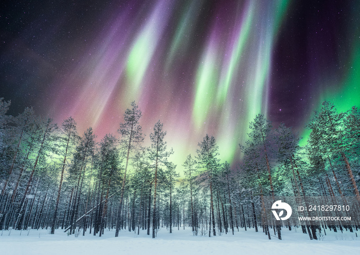 Aurora borealis over pine forest on snow