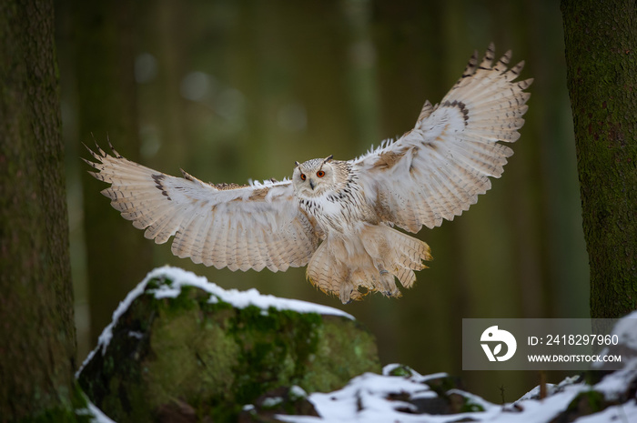 Flying and landing western siberian eagle owl in the forest