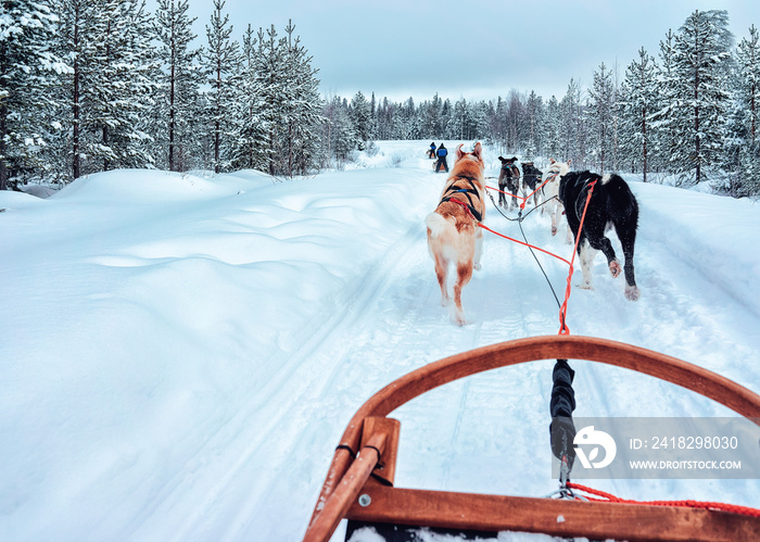 芬兰拉普兰冬季哈士奇雪橇