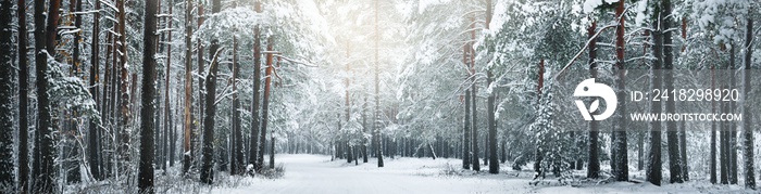 暴风雪中穿过白雪覆盖的松林。常青冷杉特写。大气