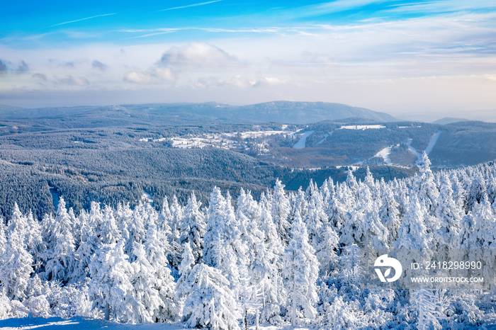 Dreamy winter forest