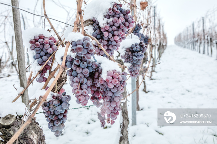 Ice wine. Wine red grapes for ice wine in winter condition and snow