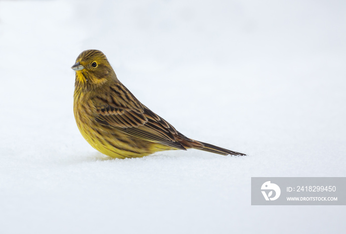 Le bruant jaune