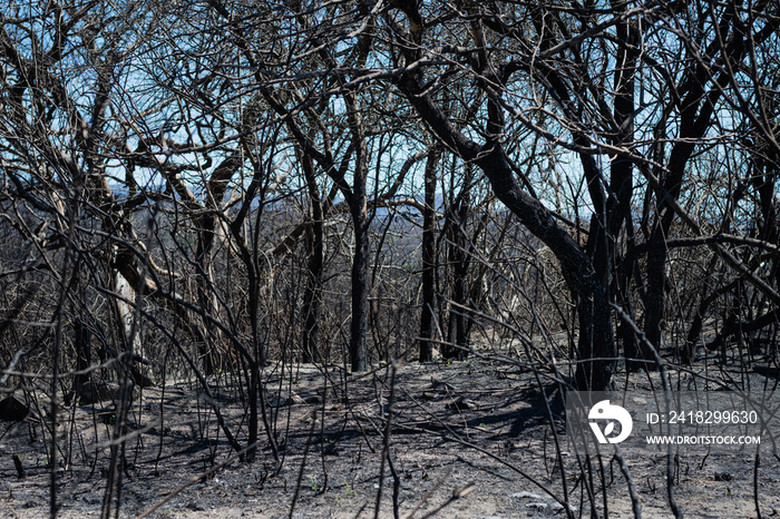 imagen de cordoba argentina de brotes dias despues de gran incendio en alta gracia zona observatoiro