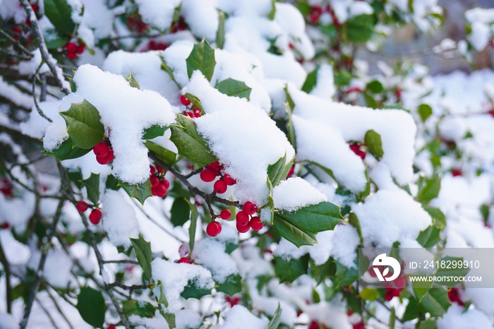 Holly tree and berries covered with winter snow