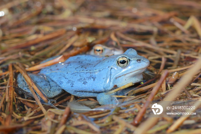 moor frog (Rana arvalis) male in breeding season