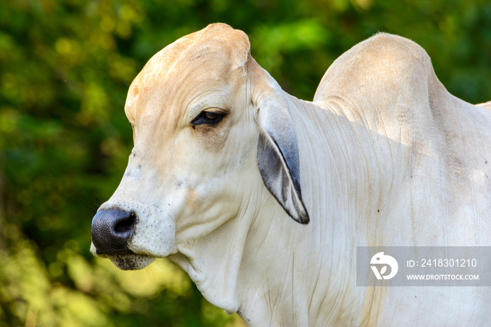 Brahman Heifer close-up of head, face and shoulders