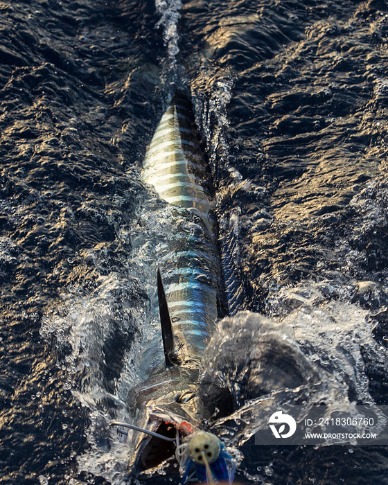 Live Ono Fish being reeled in from Hawaiian Ocean