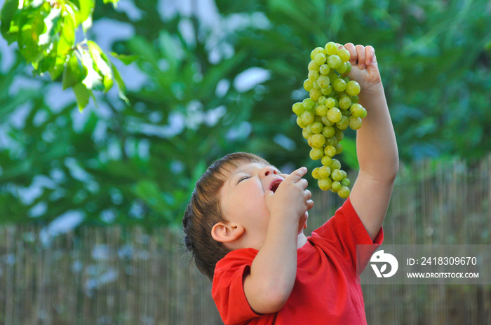 Boy eating grapes. Child eats a large cluster of grapes in the yard