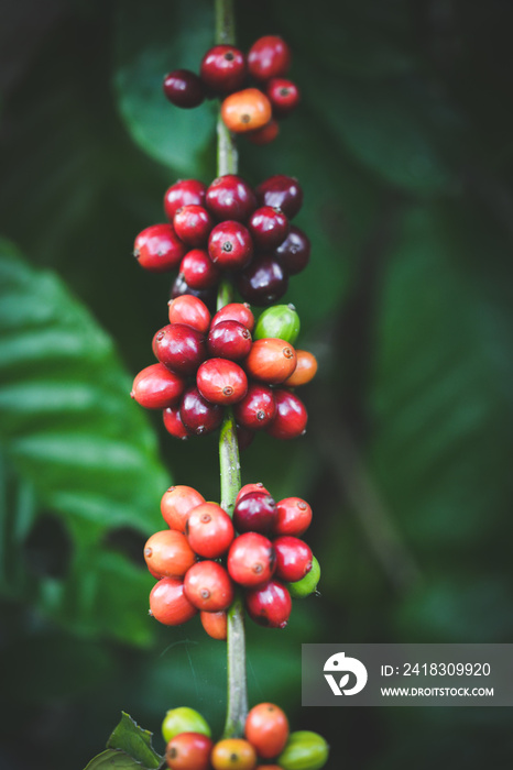 Ripe coffee beans are grown naturally without using chemicals. Waiting for the harvest on the coffee