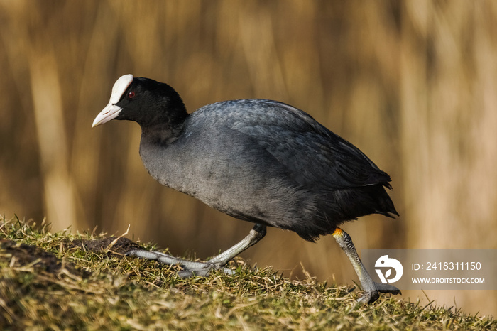 欧亚大陆（Fulica atra）