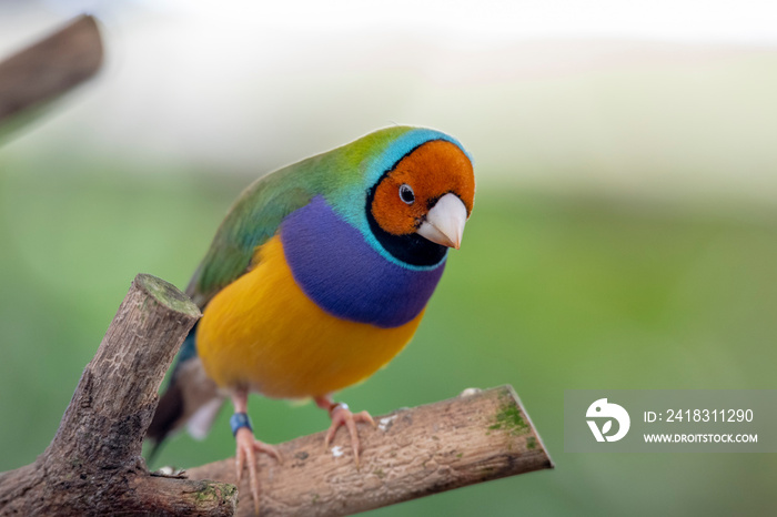 Gouldian finch - the Lady Gouldian finch, Goulds finch or the rainbow finch