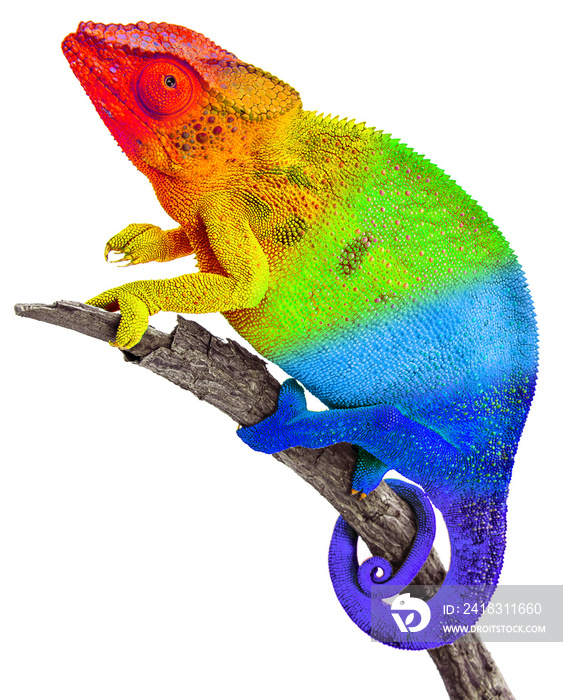 Caméléon aux couleurs de l’arc-en-ciel