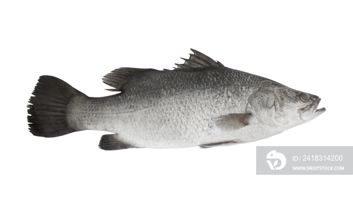 Barramundi fish isolated on white