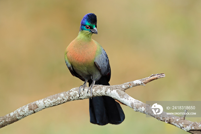 彩色紫冠turaco（Tauraco porphyreolophus），南非。