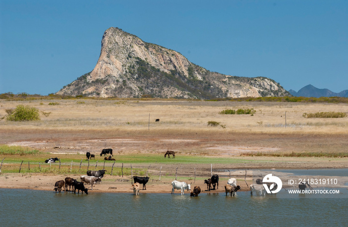 在巴西帕拉伊巴圣卢西亚的卡廷加生物群落中，牛在干旱中饮用湖水
