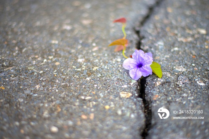Trees and flowers are born and live around the cracks of concret