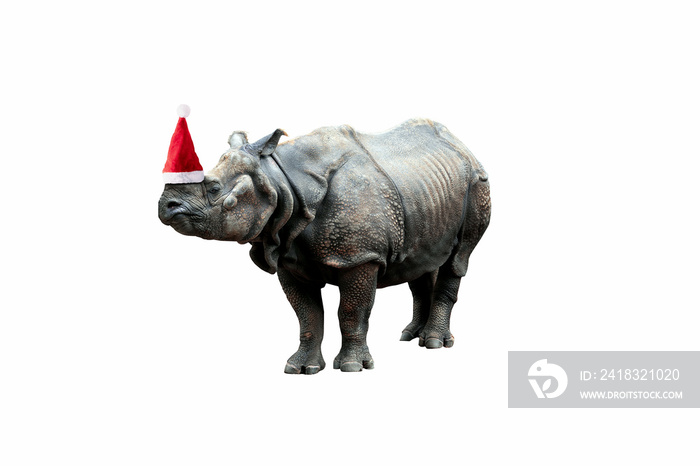 rhinoceros in Santa Claus hat isolated over white background, merry christmas concept