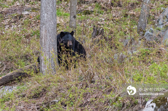 Male black bear in spring