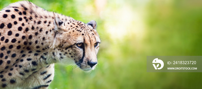 Cheetah looking alerted during hunting