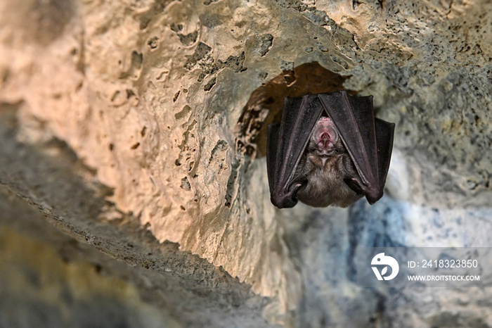 The lesser horseshoe bat is the smallest species of the genus Rhinolophus