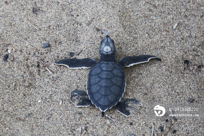 Chelonia Mydas。新生的黑绿色海龟宝宝在地中海的沙滩上奔跑