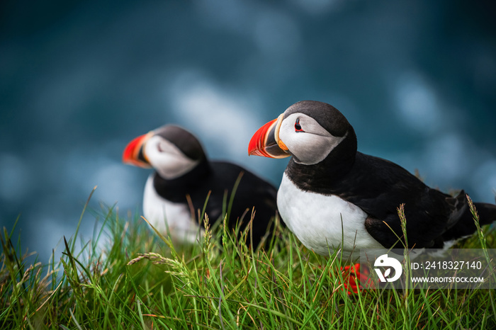 Atlantic puffin also know as common puffin is a species of seabird in the auk family. Iceland, Norwa