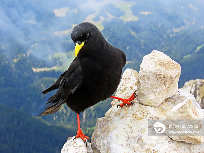 高山chough（Pyrrhocorax graculus）、黄嘴chough、Die Alpendohle或Zutokljuna galica