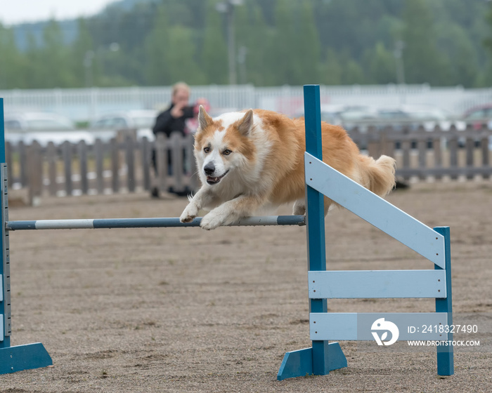 冰岛牧羊犬在敏捷比赛中跳过敏捷障碍