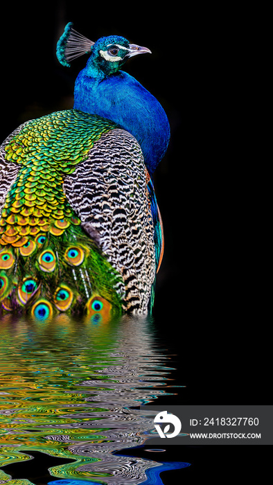 peacock on dark background
