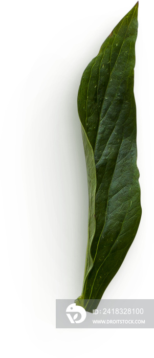 Peony Leaf