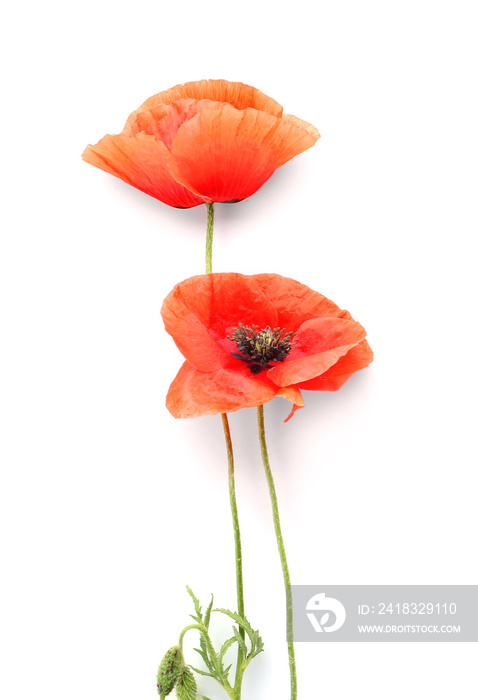 Beautiful red poppy flowers on white background