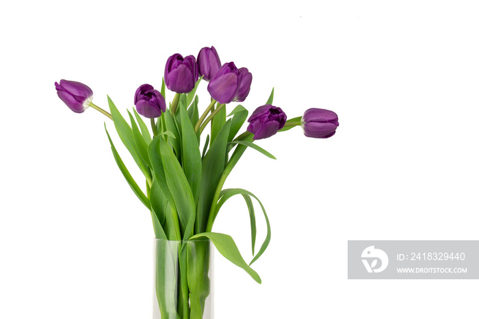Bouquet of purple tulips with green leaves in a glass vase isolate on a white background