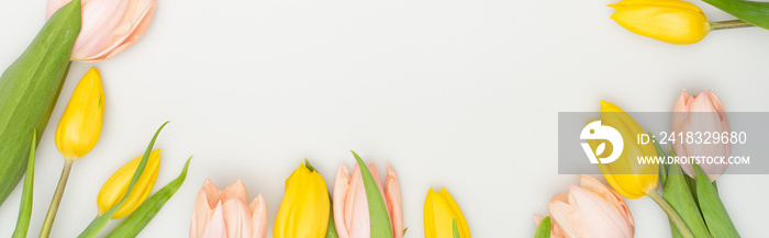 top view of colorful tulips isolated on white, banner