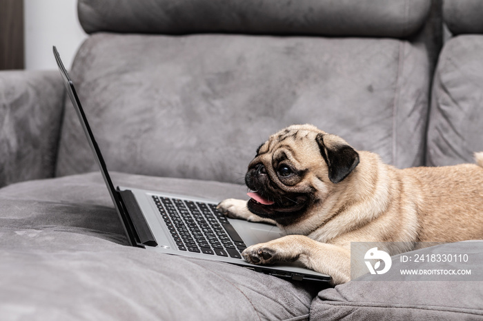 Cute dog Pug breed lying on ground looking on computer screen working and typing with computer lapto