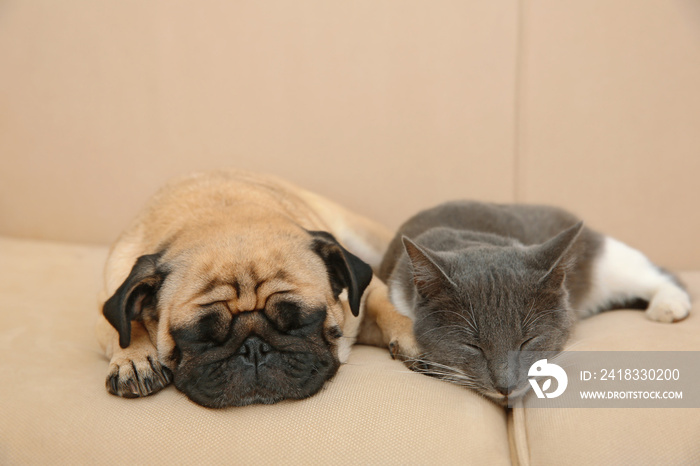 可爱的哈巴狗和可爱的猫一起躺在沙发上