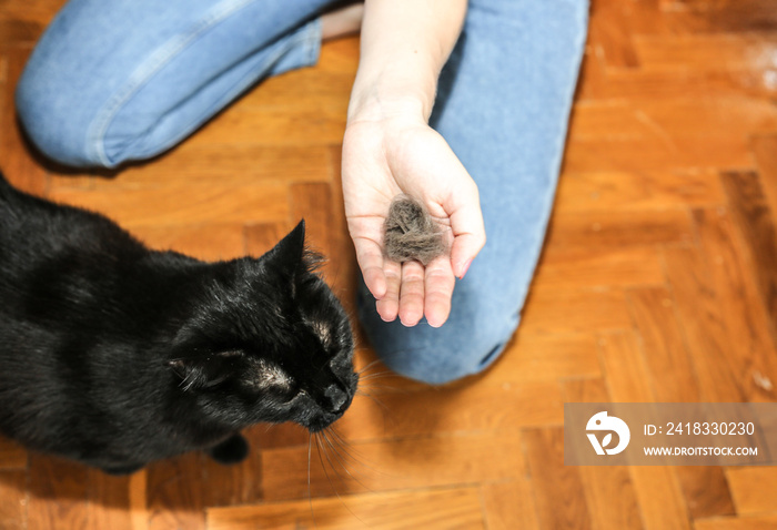 女人在给黑猫刷毛。宠物梳理毛发。快乐的动物。