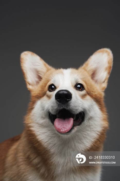 Pedigreed happy corgi doggy smiling against gray background