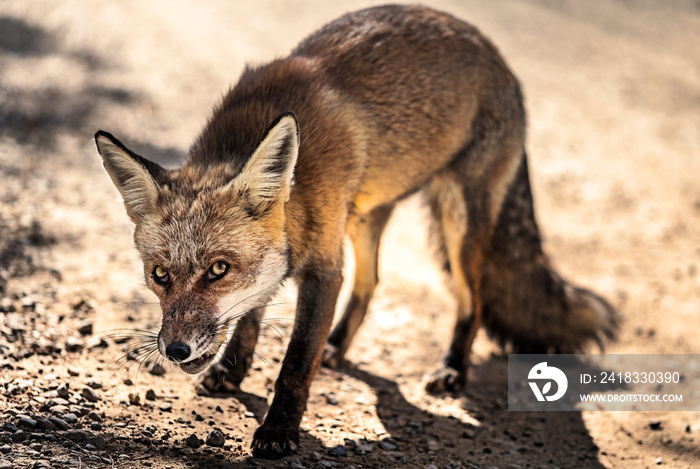 Small and wild red fox looking at the camera