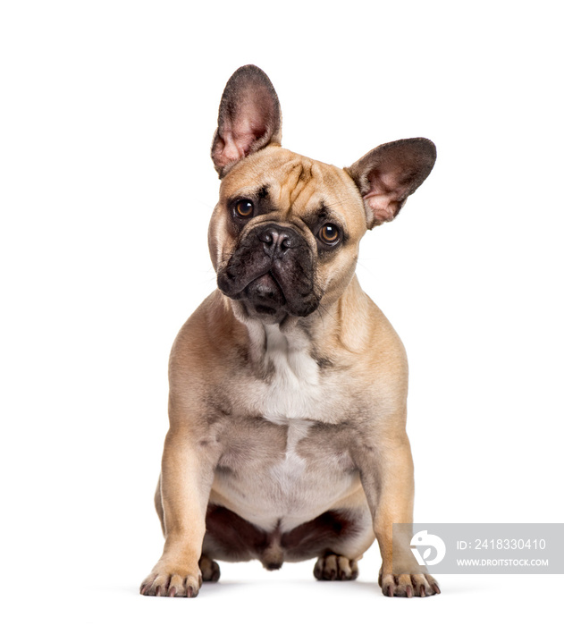 French Bulldog sitting against white background