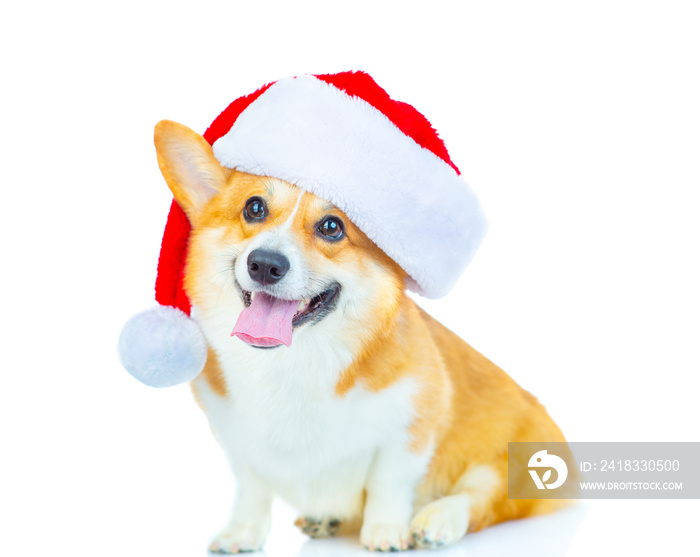 A red corgi dog sits in a Santa hat that opens one of its ears. Isolated on white background