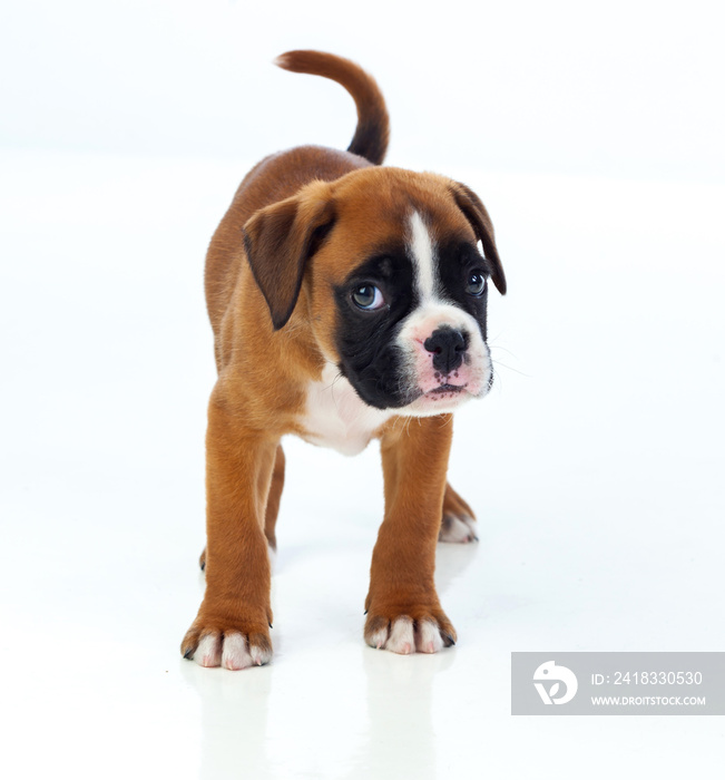 Adorable boxer puppy