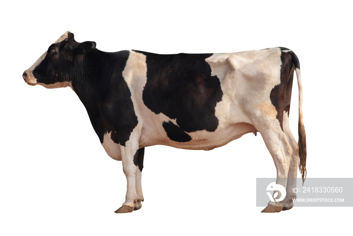 在白色背景上隔离的黑白奶牛图像。