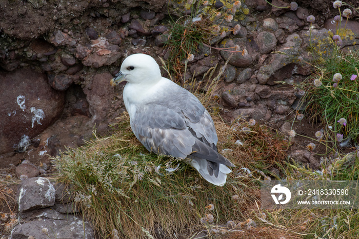 Fulmar（Fulmarus glacialis）在悬崖边筑巢