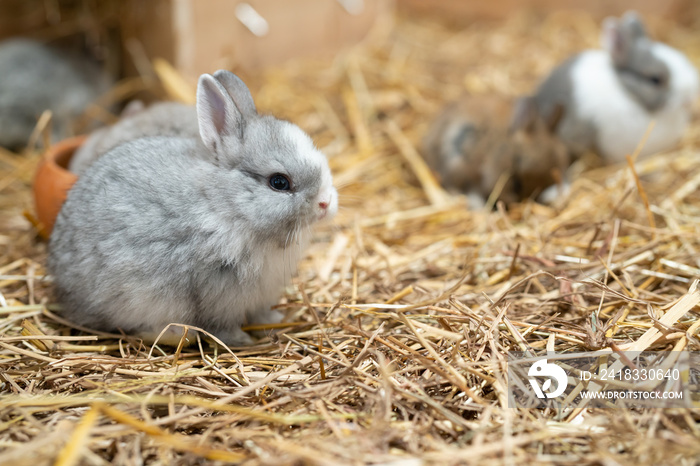 Netherland Dwarf rabbit is one of the smallest rabbit breeds. Its popularity as a pet or show rabbit