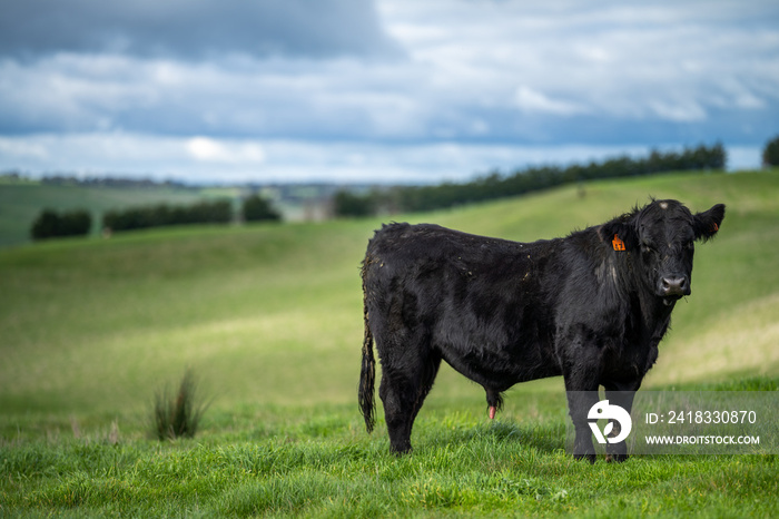 Angus, wagyu and murray grey beef bulls and cows, being grass fed on a hill in Australia.